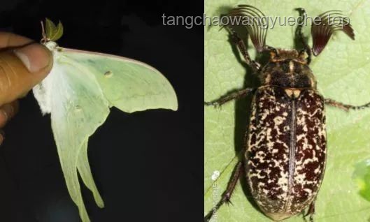 灯诱能吸引来多少昆虫？如何高效管理昆虫灯诱结果